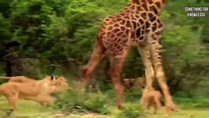 जेबरा ने शेर को औकात दिखा दी   Animals messed with wrong enemy   Animals fight caught on camera