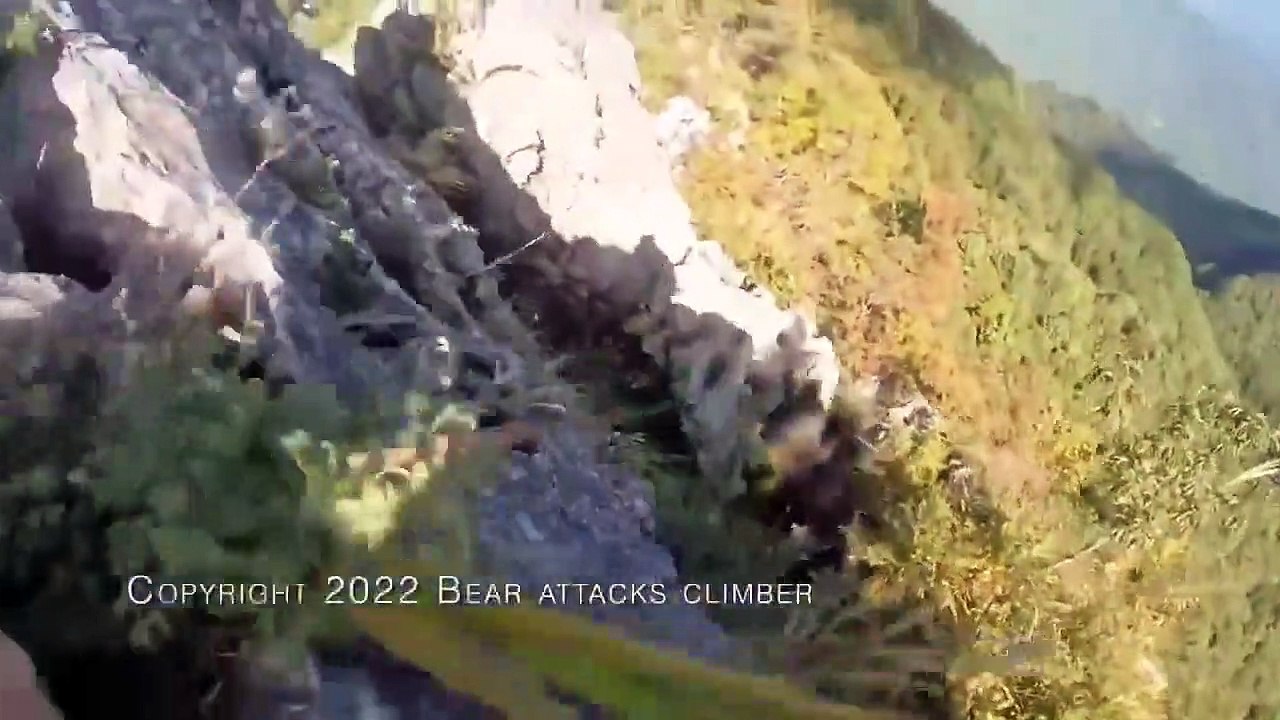 Randonneur VS ours... le randonneur gagne