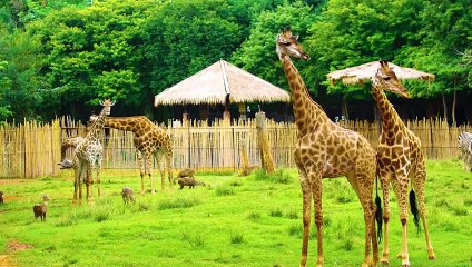 Flora & Fauna of Africa Part-2.