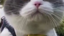 Funny Cats and Cute Cats, Cute cat