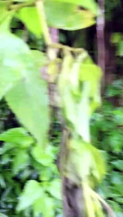 DAUN MENGERIKAN, BISA SAMPAI BEGINI!