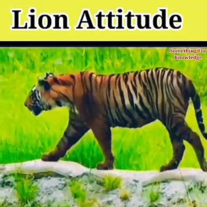 Lion vs tiger   tiger vs lion   lion attack on tiger   #lionvs #tigervs #shorts #animals #fight