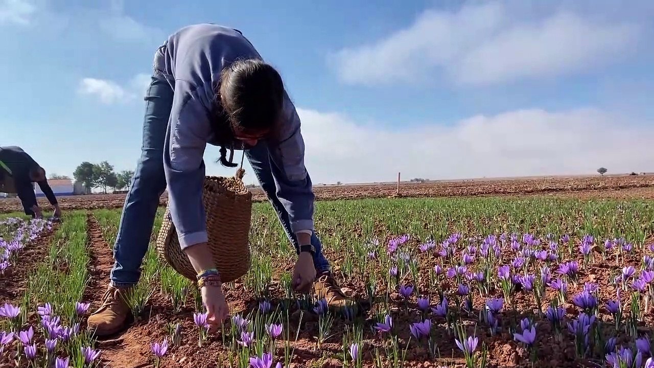 La DOP azafrán alerta de una "extinción" inminente del producto