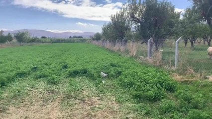 Maliyetlerden Şikayet Eden Niğdeli Besici: 1 Litre Süt Bizde 7, Markette 20 Lira