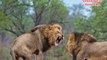 Lion vs tiger   tiger vs lion   animals fight video   #animals #fight #shorts
