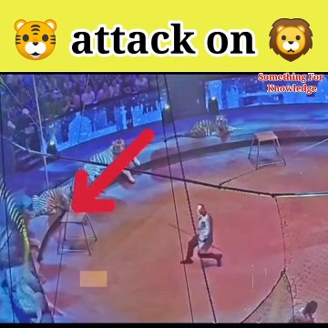 Lion vs tiger tiger vs lion animals attck videos #animals #fight #shorts
