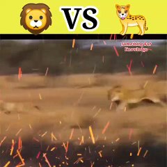 Lion vs cheetah   Lion vs   lion attack on chhetah #shorts #animals #fight