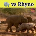 Elephant vs rhyno   janwaro ko ladai #animals #fight #shorts