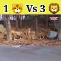Lion vs Tiger   tiger vs lion   1 tiger vs 3 lion #animals #fight #shorts