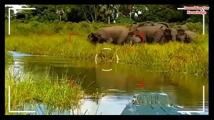 मगरमच्छ ने हाथी का सूंड काट लिया   When animals messed with wrong enemy Part-2   animals