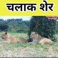 Jungal safari   lion open car door   lion attack #lion #aninals #shorts #attack #record
