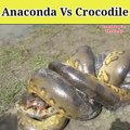 Crocodile vs Anaconda   मगरमच्छ और एनाकोंडा की लड़ाई में कौन जीतेगा  kaun hai sabse taktvar  #shorts