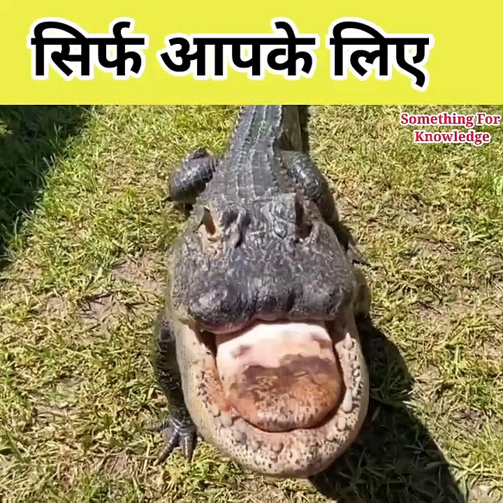 Animal fight video   animals attack video   #wildlife #animals #shorts #attack