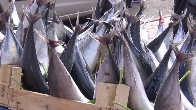 Tekirdağ ekonomi haberleri: Tekirdağ'da büyük boy palamutlar 50 liradan alıcı buluyor