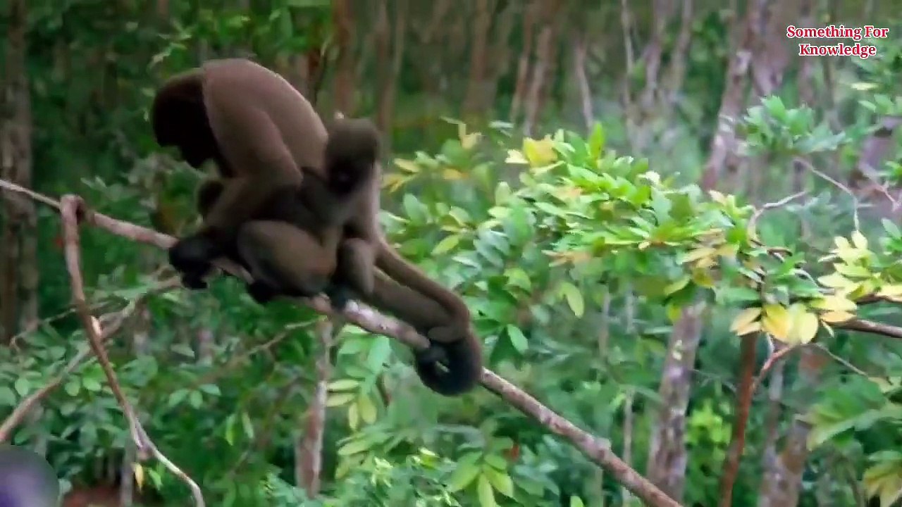 End of Amazon Forest & Amazon rainforest Tribes  jungle ke Aadivasi   Amazon Forest tribe