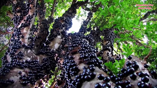 Secrets of amazon forest Amazon rainforest Tribe Jungle ke aadivasi Amazon forest