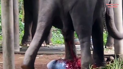 जानवर अपने बच्चों को जन्म कैसे देते हैं  part-2   This is how These 7 animals look like at giving