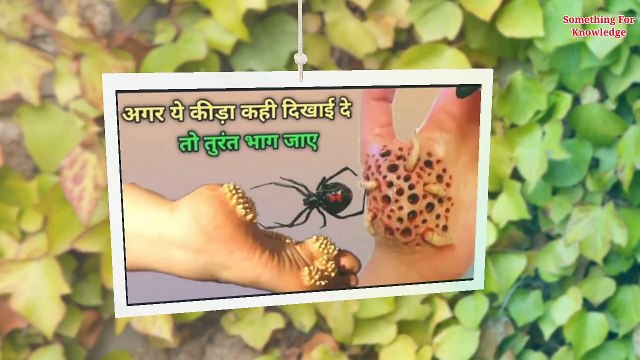 दुनिया के सबसे ख़तरनाक जानवर Part-2 6 Most Dangerous Insects Duniya ke sabse khatarnak janwar