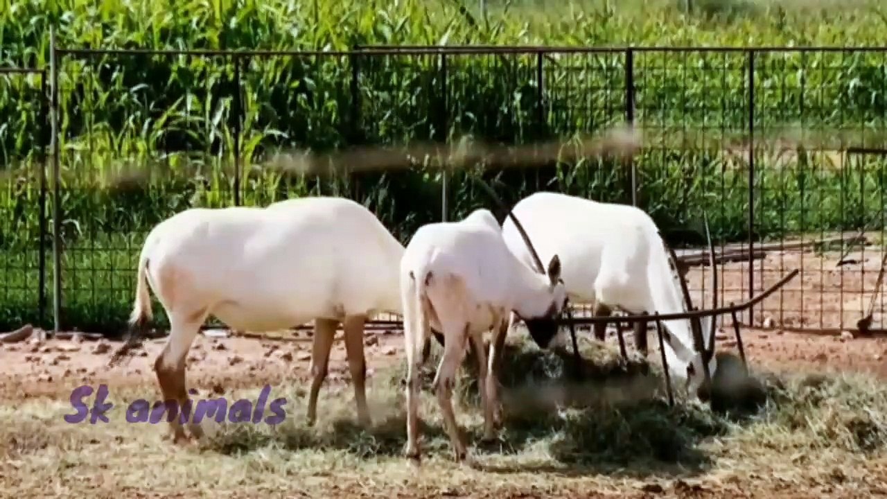 animals videos