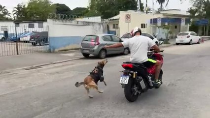 El cabo Oliveira: el perro policía más famoso de Río de Janeiro