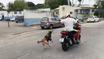 El cabo Oliveira: el perro policía más famoso de Río de Janeiro
