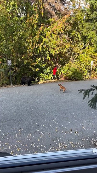 Black Bear Stand-Off With Barking Dog