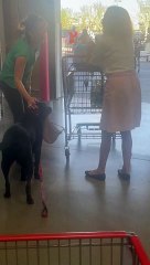 Black Lab Carries Owner's Purse