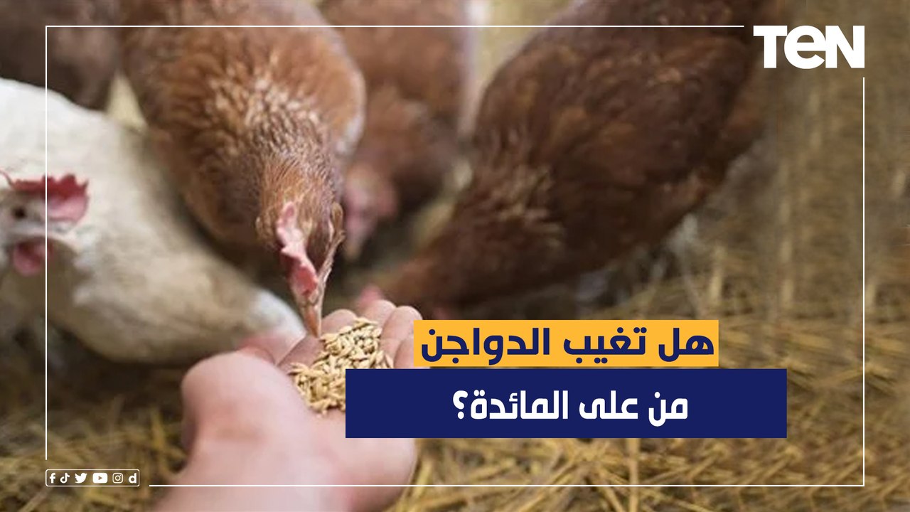 هل تغيب الدواجن من على المائدة؟ الديهي يكشف السبب ‏الحقيقي وراء الأزمة