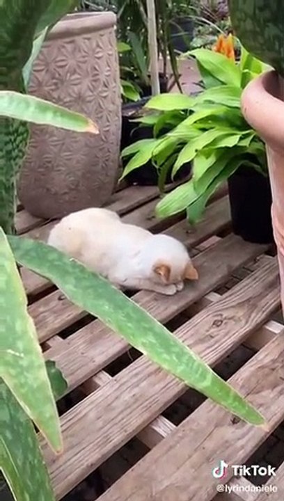 Cute Animals for When You are Stressed