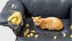 Stop your cat from scratching your sofa with these simple tricks