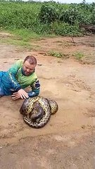 Pescador grava vídeo beijando sucuris durante acasalamento; assista