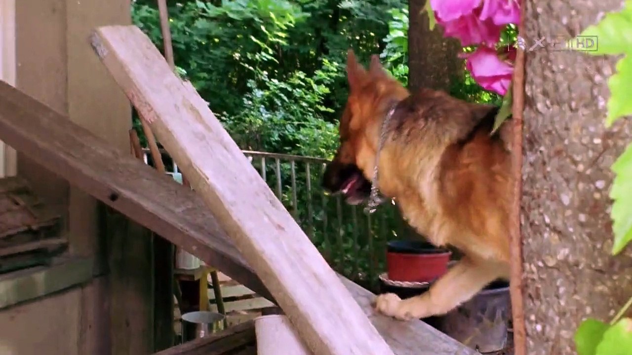 Kommissar Rex Staffel 8 Folge 5 HD Deutsch