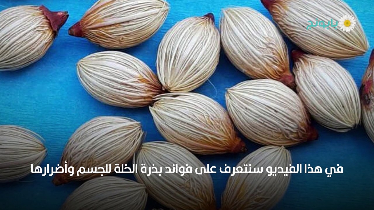 ما فوائد بذرة الخلة للجسم وما هي أضرارها
