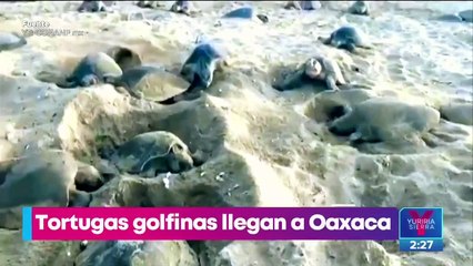 Tortugas golfinas llegan a playas de Oaxaca
