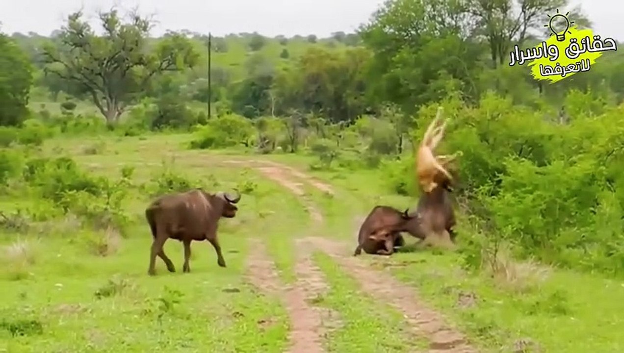 حيوانات واجهت الخصم الخطأ فهذا ماحدث لها لن تصدق ردة فعل الخصم لا يصدق !!!