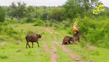 حيوانات واجهت الخصم الخطأ فهذا ماحدث لها لن تصدق ردة فعل الخصم لا يصدق !!!