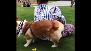Animals Fun Dogs Compilation