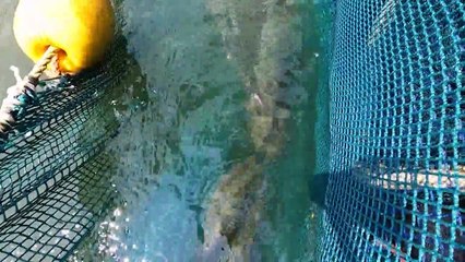 Mountainous Lesotho finds gold in trout fish farming