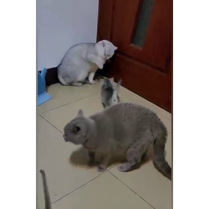 CAT funny meme and video happening in USA