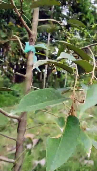 kebun durian 16 oktober 2022