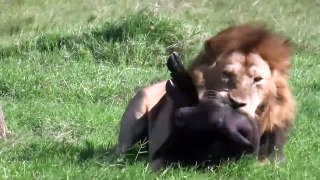 Induk Kerbau Menjatuhkan Singa Dengan Mudah Untuk Menyelamatkan Bayinya - Dingo vs Kangaroo