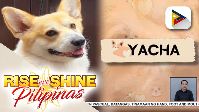 WEDNESDAY PETSDAY | Pembroke welsh corgi na si Yacha, tampok sa isang magazine