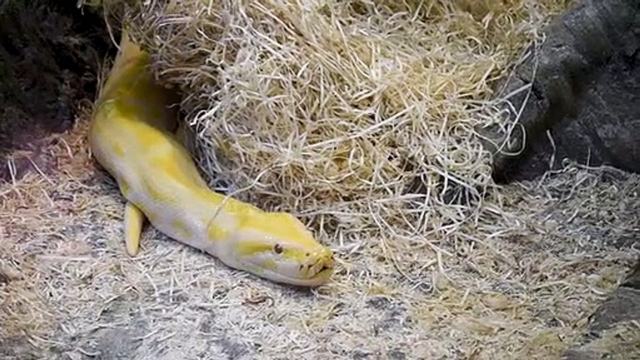 Snake short video