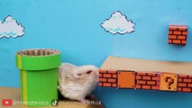 Hamster Escapes the Mario Maze for Pets in real life