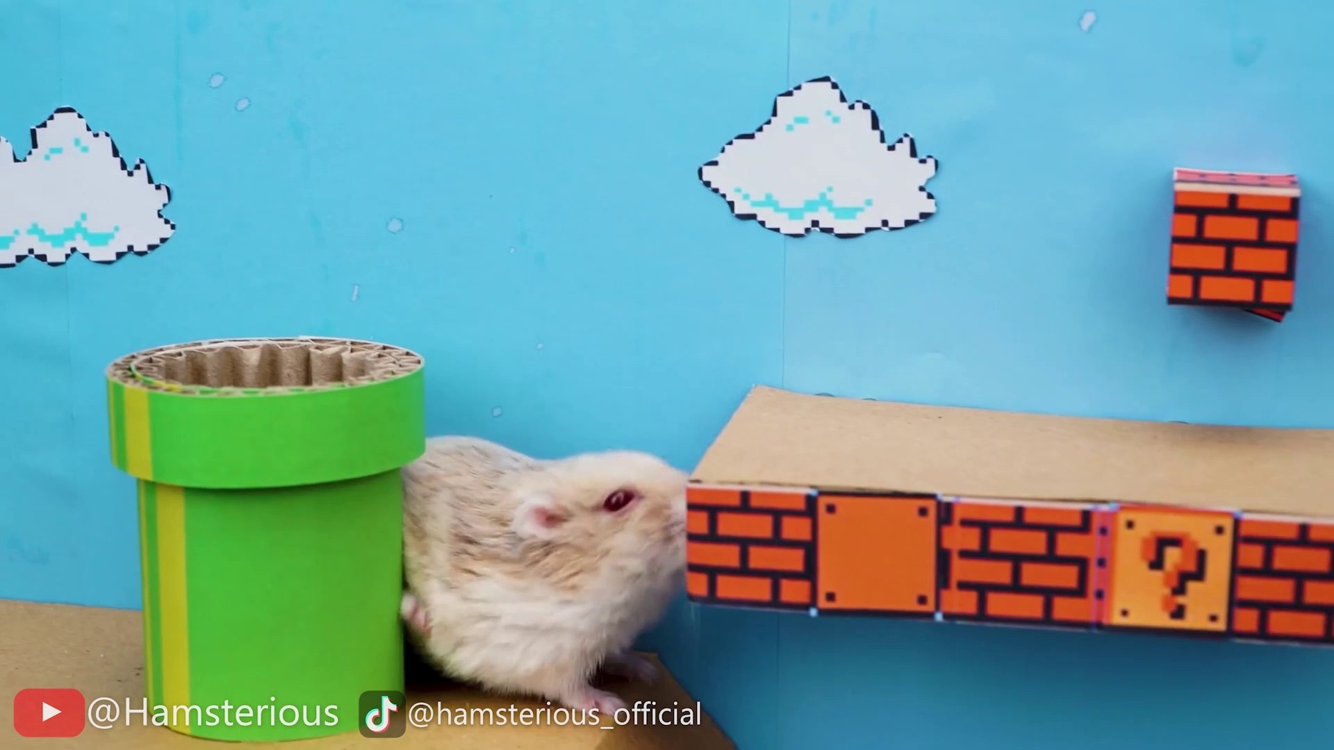 ⁣Hamster Escapes the Mario Maze for Pets in real life