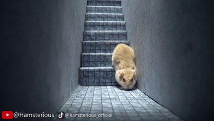 The Best Hamster Escape From The Cockroach Prison Maze  Chapter 2
