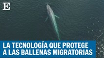 Chile utiliza boyas de alta tecnología para proteger a las ballenas migratorias | EL PAÍS