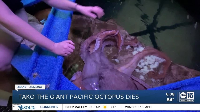 Tako the giant pacific octopus dies