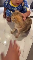 AYOO BERMAIN BERSAMA KUCING