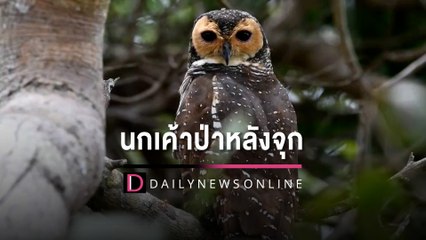 เปิดตัว "นกเค้าป่าหลังจุก" ดาวเด่นแห่งสวนสุขภาพท้ายเหมือง | HOTSHOT เดลินิวส์ 19/10/65